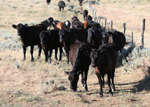 Wyoming Cattle 1