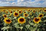 North Dakota Sunflower Field #2010-7146