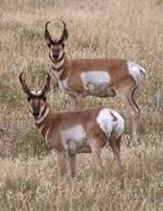 Pronghorn Antelope #1