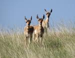 Pronghorn Antelope #2