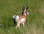 Pronghorn Antelope #3