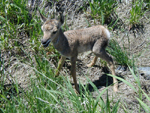 Pronghorn Antelope #4