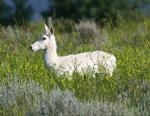 Pronghorn Antelope #5