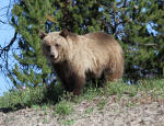 Grizzly Bear Sow #2013-5165