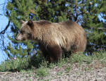 Grizzly Bear Sow #2013-5143