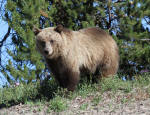Grizzly Bear Sow #2013-5166
