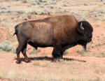 Buffalo (Bison) #2007-0004