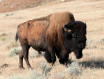 Buffalo (Bison) #2008-0235