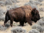 Buffalo (Bison) #2008-6484