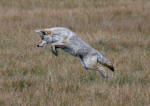 Coyote:  #2007-6365