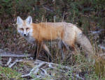 Red Fox #2007-6612