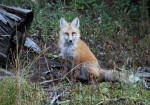Red Fox #2007-6637
