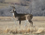 Whitetail Buck #2012-3461