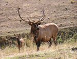Bull and cow elk.