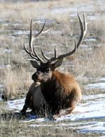 Bull Elk #1