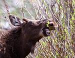 Bull Moose Munching Willows