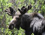 Bull Moose In Velvet 2