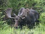 Bull Moose in Velvet 1