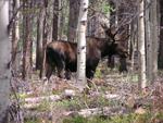 Bull Moose in Aspens