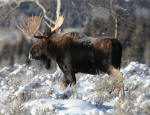 Bull Moose #2012-4190