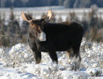 Bull Moose #2012-4316