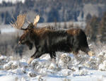Bull Moose #2012-4354
