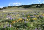 Bighorn National Forest and spring/summer wildflowers along U.S. Highway 16 west of Buffalo, WY.
